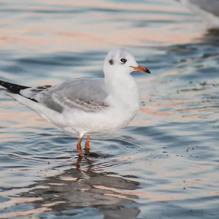 In With Sauna Feriehus