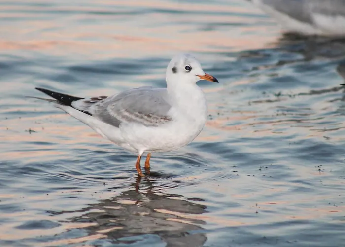 In With Sauna Casa de Férias